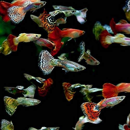 Guppy Fishes