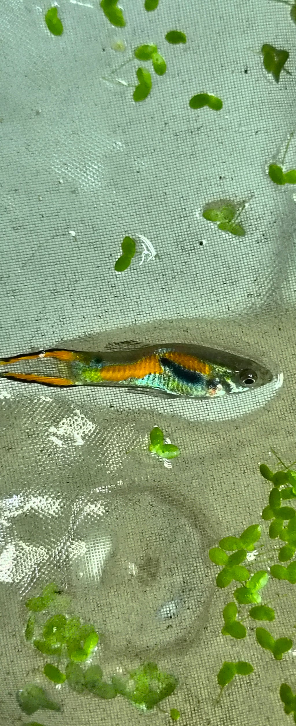 Calico Guppy Male
