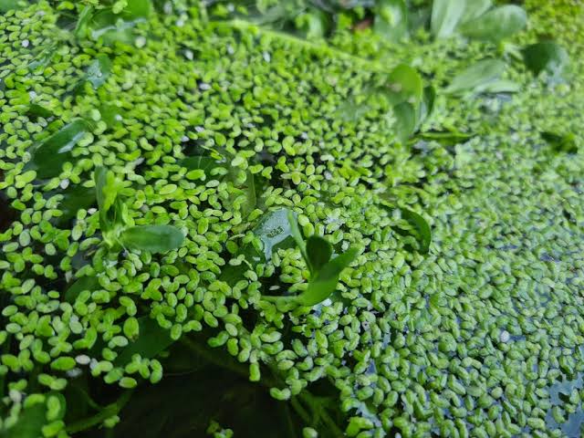 Duckweed Aquatic Plant
