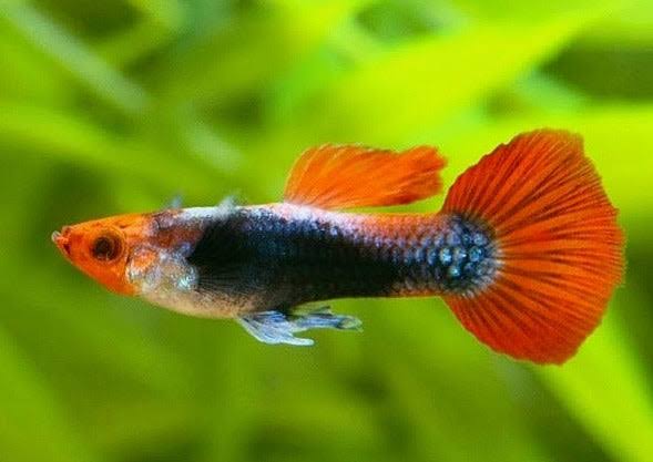 Koi Guppy Male