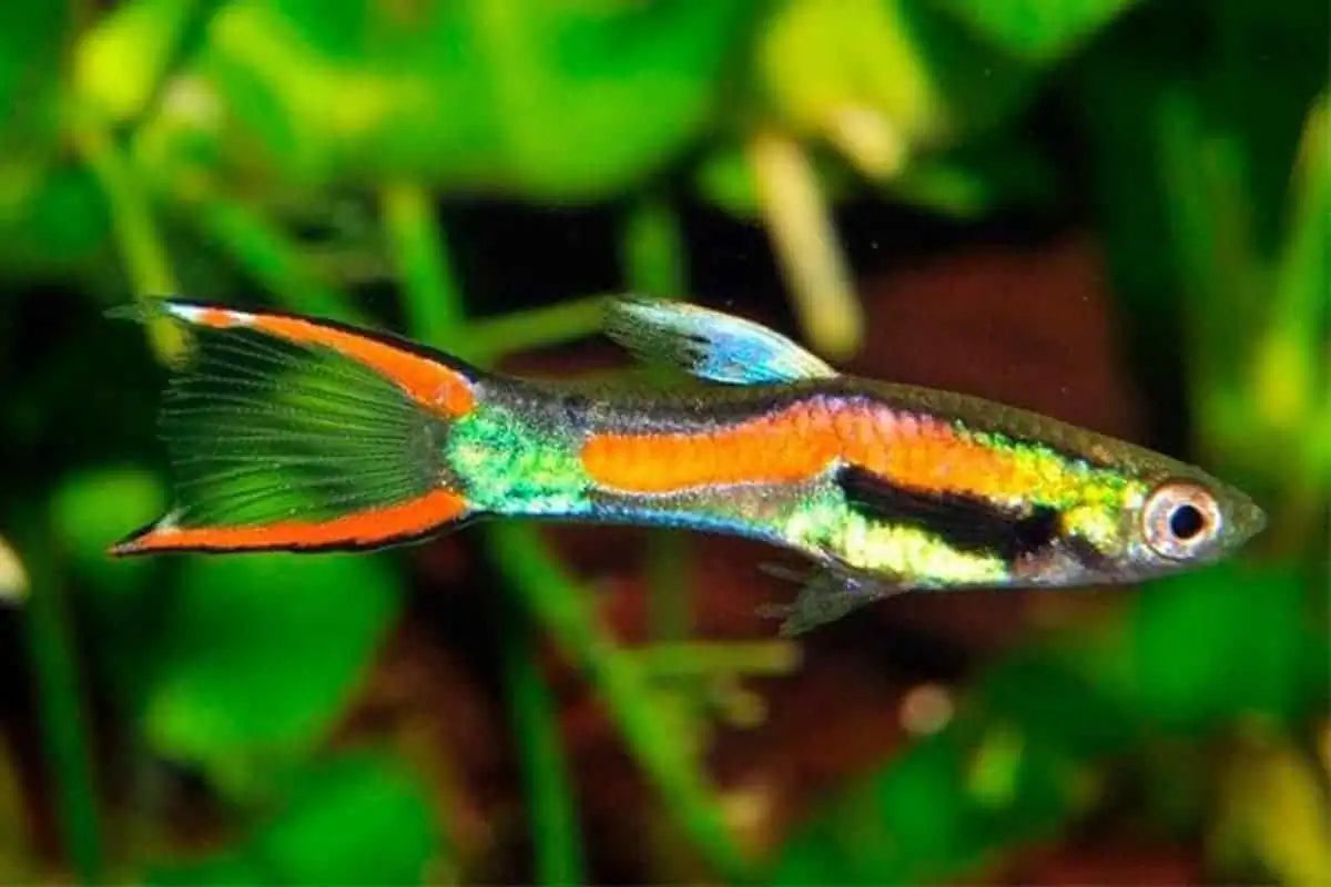 Calico Guppy Male