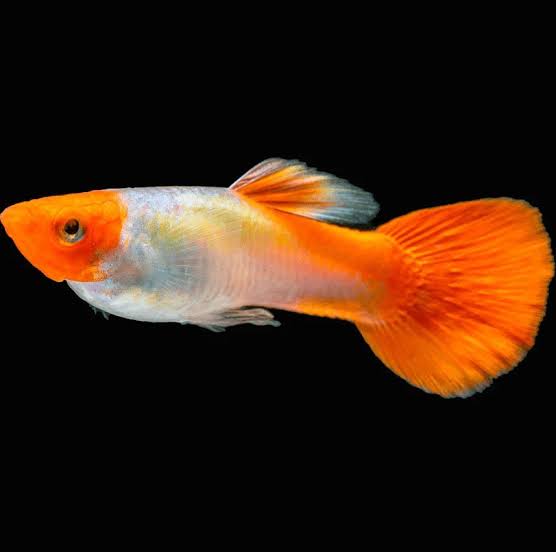 Golden Koi Guppy Male