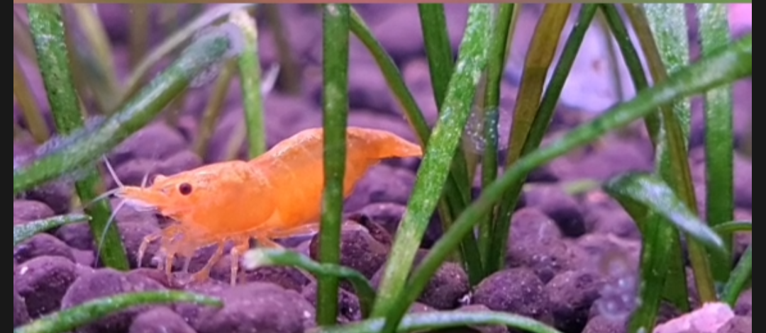 Orange Sunkist Shrimps