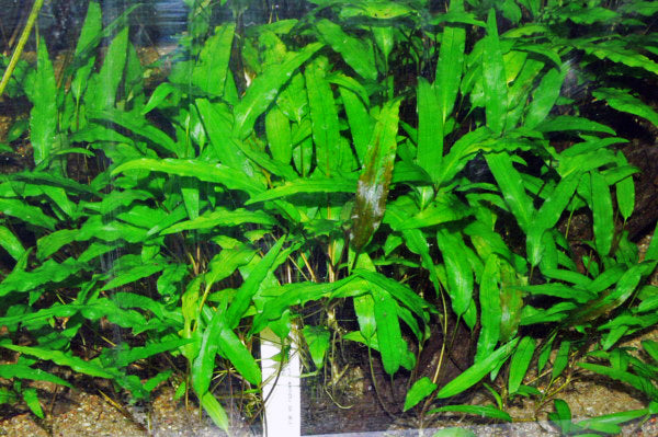 Cryptocoryne Live Aquatic Plant