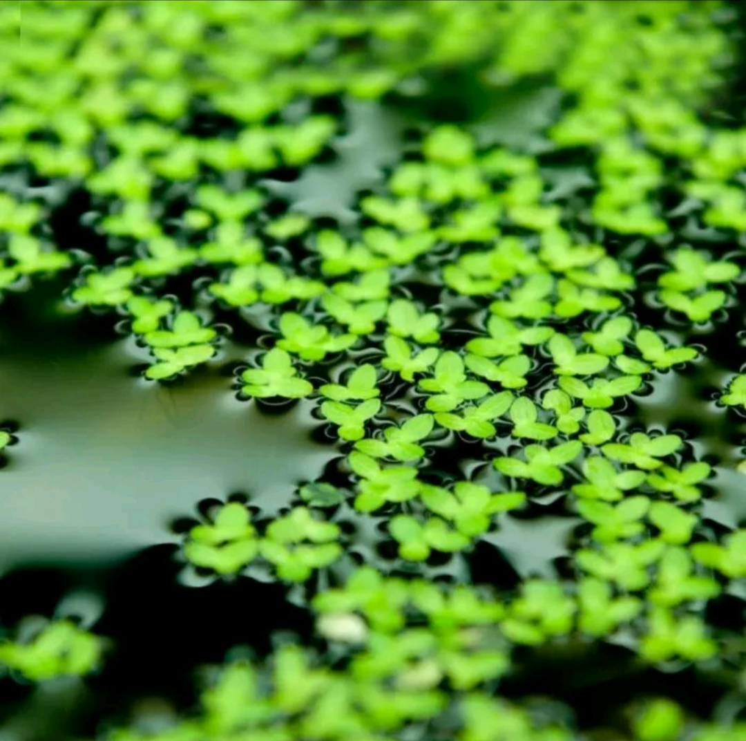 Duckweed Aquatic Plant