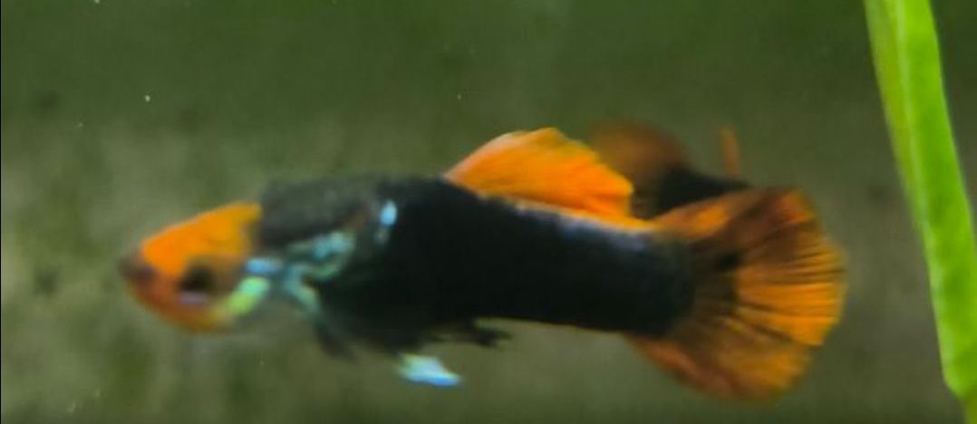 Koi Guppy Male