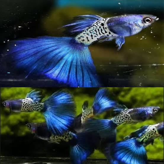 Snake Skin Blue Metal Guppy Male